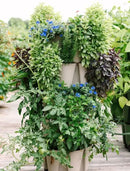 Greenstalk Patented Large 5 Tier Vertical Garden Planter with Patented Internal Watering System Great for Growing a Variety of Strawberries, Vegetables, Herbs, & Flowers (Stunning Stone) by GreenHaven Gardens