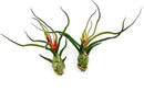 Air Plants - Flowering Tillandsia Bulbosa Guatemala, Large 3-5" - 2ct - Live Arrival Guaranteed - House Plants for Home Decor & Gift by GreenHaven Gardens