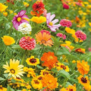 Eden Brothers Orange Sherbet Flower Mixed Seeds for Planting, 1/4 lb, 120,000+ Seeds with Cosmos Picotee, Bright Lights | Attracts Pollinators, Plant in Spring or Fall, Zones 3, 4, 5, 6, 7, 8, 9, 10 by GreenHaven Gardens