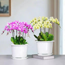 8 Inch Orchid Pots with Holes and Saucers,Double Layer Plastic Large Orchid Planter Pot,Flower Pots for Indoor Outdoor Flower Plants,Orchids,Herbs,Snake Plants and Succulents by GreenHaven Gardens
