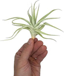Live Air Plants - Tillandsia Albida 3-5" - 2ct – ragnaroc Live Indoor Plant - Live Arrival Guaranteed - House Plants for Home Decor & Gift by GreenHaven Gardens