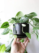 LE TAUCI Ceramic Plant Pots, 4.3+5.3+6.8 inch, Set of 3, Planters with Drainage Hole and Saucer, Indoor Flower Pot with Hole Mesh Pad, Gifts for Mom, Black by GreenHaven Gardens