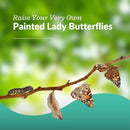 Clearwater Butterfly Live Painted Lady Butterflies - Butterfly Growing Kit with Live Caterpillars - Mesh Cage Included - Butterfly Habitat - 10 Live Caterpillars to Butterflies - Live Butterfly Kit by TinyTreasures Baby Boutique
