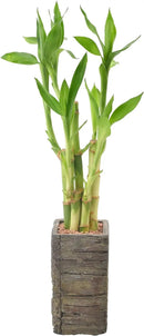Arcadia Garden Products LV25 5-Stem Lucky Bamboo, Live Indoor Plant in Aged Wood Planter for Home, Work, or Gift, Dark ***Cannot Ship to Hawaii** by GreenHaven Gardens