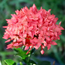 Elevate Your Ixora Garden with Gardenera's Organic Potting Mix - Tailored for Robust Ixora Plants and Stunning Blooms - 2 Quart by GreenHaven Gardens