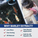 The Pond Guy Barley Extract Natural Liquid Treatment for Ponds and Water Gardens, Safe for Koi Fish and Plants, Natural Solutions for Clear Pond Water - 16 Ounces by GreenHaven Gardens