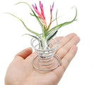 40 Pack Air Plant Stand Holder Tillandsia Airplant Container with Suction Cup Tabletop Planter Display Racks for Hanging Tillandsia House Plants by GreenHaven Gardens