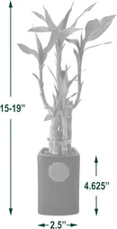 Arcadia Garden Products 5-Stem Lucky Bamboo, Live Indoor Plant in Contour II Ceramic Planter for Home, Work, or Gift, Green ***Cannot Ship to Hawaii*** by GreenHaven Gardens