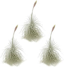 Live air Plant - Tillandsia Tectorum Air Plant 4-6" – 3ct – Unique Shape with Silvery Fuzz – Low Maintenance Houseplant – Perfect for Decor, Terrariums, Gifts - Live Arrival Guaranteed by GreenHaven Gardens