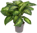 Premium DIEFFENBACHIA Potting Soil Mix - Ideal for Growing Robust and Healthy Dieffenbachia - 10 Quart by GreenHaven Gardens
