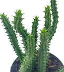 BubbleBlooms Huernia Red Dragon Stapelia Cactus/Huernia penzigii, in 4 inch Pot by GreenHaven Gardens
