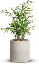 Mozing Cement Plant Pots Indoor - 4.8 inch Concrete Planter Pot for Planting - Modern Stone Clay Flower Pot with Drainage Hole for Garden, Home, Office Decor, Grey by GreenHaven Gardens