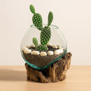 Cape Craftsmen 7" H Hand-Blown Blue Tinted Bubble Glass On Natural Teak Driftwood Terrarium | Home Décor Indoor Planter with Stand | Pot for Succulent and Plants by GreenHaven Gardens