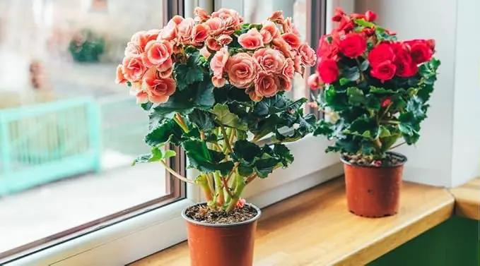 Begonia Potting Mix - Unlock Robust Growth and Enchanting Blossoms with Our High-Performance Formula - 20 Quart, photo 2 of 3