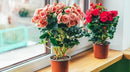 Begonia Plant Potting Soil - Enhance Blooming Beauty and Health with Professional Grade Nutrient-Rich Mix - 3 Quart by GreenHaven Gardens