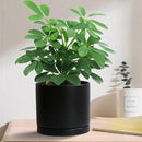 2 Pack Ceramic Plant Saucer Pot Tray 6 Inch, Planter Saucers 4 5 6 7 8 9 10 11 12 13 Inch for Indoors Outdoor, Durable Sturdy Flower Drainage drip Water Tray for Glazed Pots Base (6.4 Inch-Black) by GreenHaven Gardens