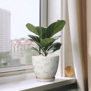 Ceramic Pots for Plants - 8 Inch Plant Pot with Drainage Hole and Saucer Large Planter Pot for Indoor Plants Outdoor Modern Flower Pot Home Decor White by GreenHaven Gardens