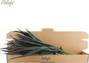32 Pcs Artificial Grass Fake Plants 17.3in Outdoor Plants UV Resistant Faux Greenery Stems Fake Grass for Home Window Garden Office Patio Pathway Front Porch Halloween Décor Green & Black by GreenHaven Gardens