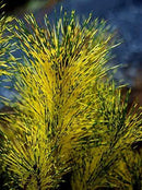 Dragon Eye Japanese Red Pine - Pinus densiflora 'Burkes Red Variegated' - Holds ITS Yellow Bands Much Better Than Other Variegated Pines 3 -Year Tree by GreenHaven Gardens