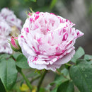 Heirloom Roses Rose Bush - Variegata di Bologna Live Purple Plant for Outdoor Planting by GreenHaven Gardens