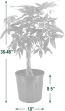 Money Tree Live Indoor Plant in 10 in. Plastic Grower Pot, Black *Sold by Amazon and Arcadia Garden Products* by GreenHaven Gardens