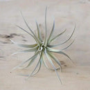 CHIVE Artificial Air Plants — Bulk Set of 5, Medium — Ultra Realistic Fake Tillandsia Bromeliad Plants — Decorative Faux Succulents for Home & Office Decor — No Care Needed! by GreenHaven Gardens