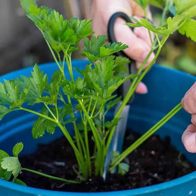 Premium Parsley Plant Soil Mix by Gardenera - Stimulate Growth and Elevate Culinary Dishes with Nourishing Formula - 5 Quart, photo 2 of 3