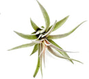 Air Plants - Flowering Tillandsia Harrisii, Large 3-5" - 2ct - Live Arrival Guaranteed - House Plants for Home Decor & Gift by GreenHaven Gardens