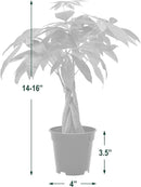 Money Tree Live Indoor Plant in 4 in. Plastic Grower Pot *Sold by Amazon and Arcadia Garden Products* by GreenHaven Gardens