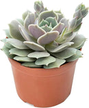 4-inch Succulent Echeveria 'Lola', Live Succulents Plants Fully Rooted in Pots with Soil, Easy-Care House Plants for DIY, Home Office Decoration by GreenHaven Gardens