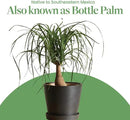 American Plant Exchange Ponytail Palm – 10-Inch Pot – Live Large Bonsai Plant, Pet Safe Indoor Tree, Easy Care Air Purifying Houseplant for Home, Office, or Gift Decor by GreenHaven Gardens