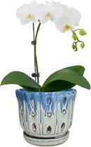 Ceramic Orchid Pot with Drainage Hole 6'' Orchid Planter (Blue Cover White) by GreenHaven Gardens