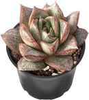 2" Live Succulent 'Echeveria Purpusorum', Succulent Plants Fully Rooted in Pots, Unique House Plant for DIY, Party Favor, Home Office Decoration by GreenHaven Gardens