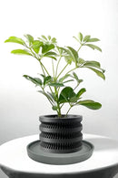 2 Pack Ceramic Plant Saucer Pot Tray 6 Inch, Planter Saucers 4 5 6 7 8 9 10 11 12 13 Inch for Indoors Outdoor, Durable Sturdy Flower Drainage drip Water Tray for Glazed Pots Base (6.4 Inch-Grey) by GreenHaven Gardens