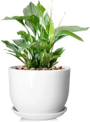 8 Inch Ceramic Planter, Plant Pots with Drainage Hole and Separable Saucer,Indoor-Outdoor Round Succulent Orchid Flower Pot,Indoor pots for Plants(Smooth White,Plant Pot only) by GreenHaven Gardens