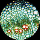 AmScope PS25-BSC12-72P100S22 25 Piece Microscope Prepared Slides, 72 Piece Pre-Cleaned Blank Plate Slides, 12 Piece Single Depression Concave Slides and 100 Piece Coverslips by TinyTreasures Baby Boutique