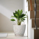 10 Inch Plant Pot Ceramic Planter Pot with Drainage Hole and Saucer Round Planter Large Flower Pot for Indoor Outdoor Plants Home Garden Decor White by GreenHaven Gardens