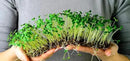Organic Microgreens Premium Potting Mix: Superior Nutrient Retention and Plant Vitality - 5 Quart by GreenHaven Gardens
