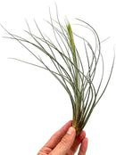 Air Plants - Tillandsia Juncea, Jumbo 8-12" - 3ct - Live Arrival Guaranteed - House Plants for Home Decor & Gift by GreenHaven Gardens