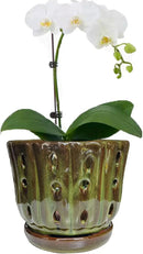 Ceramic Orchid Pots with Attached Saucer and Drainage Hole 6'' Orchid Planter (mossgreen) by GreenHaven Gardens