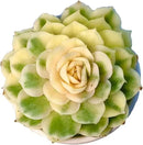 FWPP Live Succulents Plants,Echeveria Onslow Variegated 3.2 inches Mini Indoor Plants,Bare Root Without Pot Soil Live Plant,Succulents Plants Live for Gift Party Wedding Garden Baby Shower DIY Decor by GreenHaven Gardens