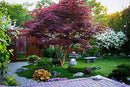 Red Japanese Maple - Live Plant 2-3 feet Tall - Deep Red Leaves by GreenHaven Gardens