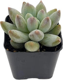 2" Rare Succulent x Pachyveria 'Angel's Finger', Live Succulents Plants Fully Rooted in Grower Pots, Unique Gift for Wedding Favor, Party Favor by GreenHaven Gardens