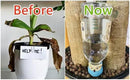 4 Pack Plant Watering Devices, Watering Can Shape Terracotta Watering Spikes, Vacation Self Watering Planter Insert, Automatic Plant Waterer for Indoor Outdoor Plants (Watering Cans) by GreenHaven Gardens