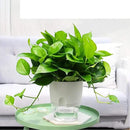 Vanavazon 6 Inch Self Watering Planter Pots for Indoor Plants, 3 Pack African Violet Pots with Wick Rope-White by CozyNest Decor