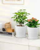 EFISPSS Ceramic Plant Pots, 6 Inch Pots for Indoor Plants, Planters with Drainage Hole and Saucer, Flower Pots Desktop Office Windowsill Decoration Gift Set of 2 - White by GreenHaven Gardens