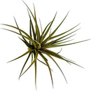 Air Plants - Flowering Tillandsia Stricta Large 5" - 1ct - Live Arrival Guaranteed - House Plants for Home Decor & Gift by GreenHaven Gardens