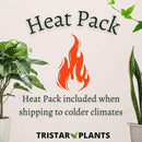 TriStar Plants - Thanksgiving Cactus - 4" inch Pot, Fasle Christmas Cactus, Easter Cactus, Holiday Plant, Winter Flowers, Christmas Plants, Winter Blooms (Cyber Dancer) by GreenHaven Gardens