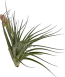 Air Plants - Elsker Gift Box - Large 4" - 5ct - Live Arrival Guaranteed - House Plants for Home Decor & Gift by GreenHaven Gardens