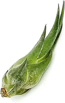 Air Plants - Tillandsia Seleriana, Large 4-6" - 1ct - Live Arrival Guaranteed - House Plants for Home Decor & Gift by GreenHaven Gardens